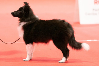 Étalon Shetland Sheepdog - Apoklyps Atomic Star la Noire du grain de soleil