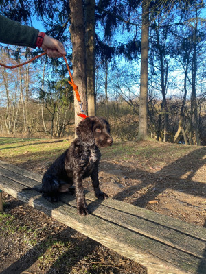 Étalon Chien d'Oysel allemand - AUSTRAL Du Val Des Houchis
