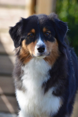 Étalon Berger Australien - Véritable merveille nita du Chemin Pailleté Du Chemin Pailleté