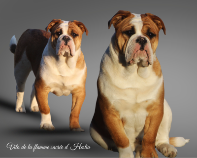 Étalon Bulldog continental - Vito De La Flamme Sacrée D'Hestia