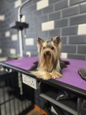 Étalon Yorkshire Terrier - Voce Vita Des babys d'emporda