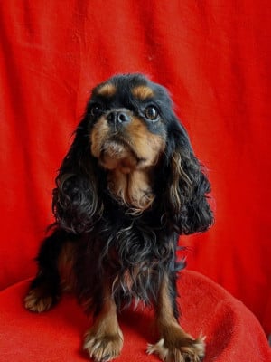 Étalon Cavalier King Charles Spaniel - Vivi Du Souvenir Des Dicks