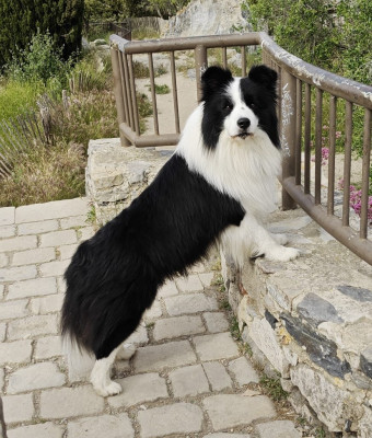 Étalon Border Collie - PHRYSO De La Vallee Du Douro