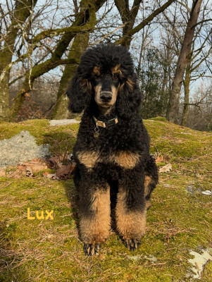 Étalon Caniche - Ahava Lux Des Terres D'Imagine