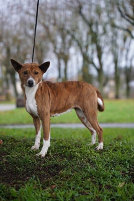 Étalon Basenji - R d'une basma Mifugo Peponi