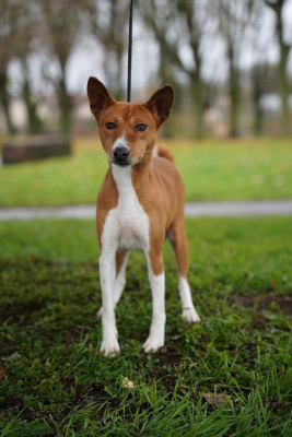 Étalon Basenji - Saxie la douce diva des fringants complices