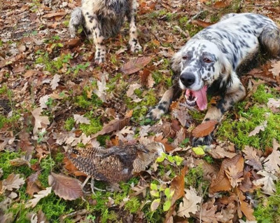 Étalon Setter Anglais - Uraya De Bernacaille