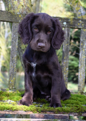 Étalon Chien d'Oysel allemand - Auria Du Val Des Houchis