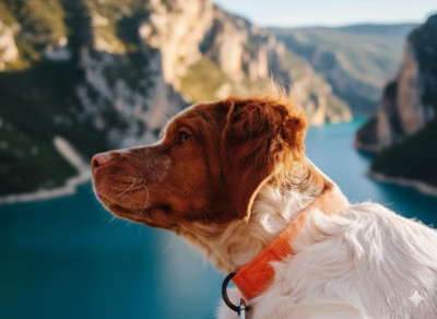 Étalon Epagneul Breton - Aria de l'écho de la Mordorée
