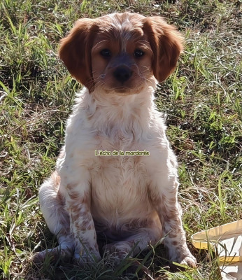 Étalon Epagneul Breton - Avane de l'écho de la Mordorée