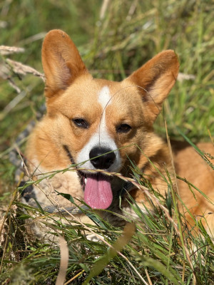 Étalon Welsh Corgi Cardigan - Tinatel Exellent Red Present