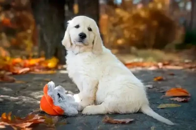 Étalon Golden Retriever - AVA De La Tour Des Salelles