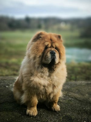 Étalon Chow Chow - Thai du domaine de l'étang de la Rhode