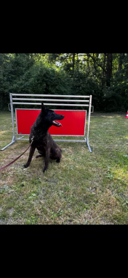 Étalon Berger hollandais - Tania De L'Odyssée D'Hèra