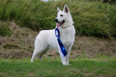 Shelby Shelby White Pearl Of Chester