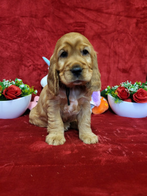 Étalon Cocker Spaniel Anglais - ally du domaine de Std Gladyce