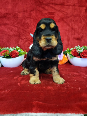 Étalon Cocker Spaniel Anglais - amyra du domaine de Std Gladyce