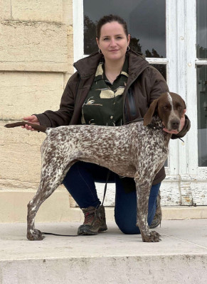 Étalon Braque allemand à poil court - Lima Vom Hollental