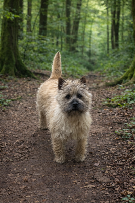 Étalon Cairn Terrier - Vodka Du hameau des landes