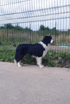 Étalon Border Collie - Version Originale De La Légende De Jupiter