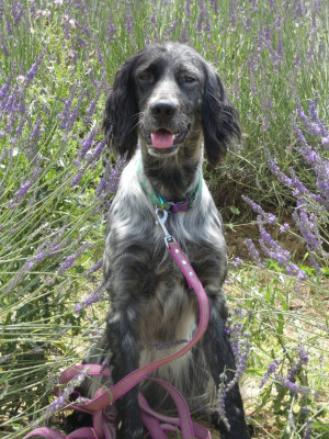 Étalon Setter Anglais - Tahiti Du Bois De Larnède