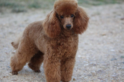 Étalon Caniche - Vangel Arde Of Aveburry Queen