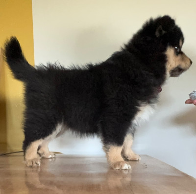 Étalon Chien finnois de Laponie - Alva Frozen Auringosta