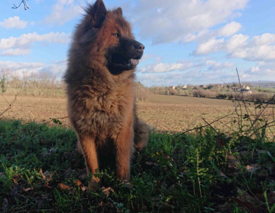 Étalon Eurasier - SANKA (Sans Affixe)