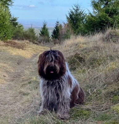 Étalon Schapendoes - API du Jardin aux Eglantines