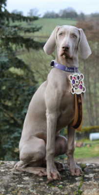 Étalon Braque de Weimar - Asta la Vista Balboa Sylver