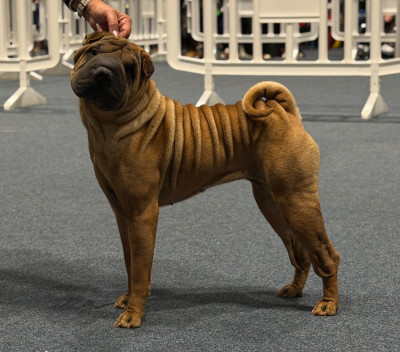 Étalon Shar Pei - Vendôme bling bling Du Bouquet Imperial