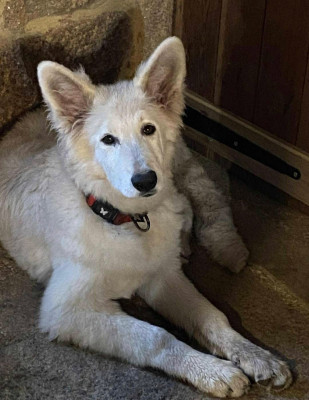 Étalon Berger Blanc Suisse - Au Delà Des Étoiles Polaris Des Gardiens Du Valhalla