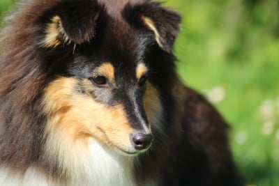 Étalon Shetland Sheepdog - Vanille Polynésienne du Royaume d'Angélique