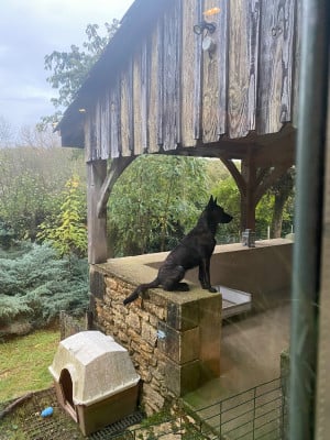 Étalon Berger hollandais - Theodred du Domaine de la Veyssière