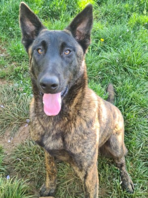 Étalon Berger hollandais - Vol De Mort du Domaine de la Veyssière