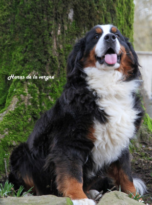 URSULA du Haras de la Vergne