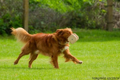 Sauvag'in Sorgo de l'abbaye des terres de flandre