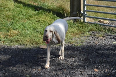 Étalon Porcelaine - Rustine du plateau de millevaches