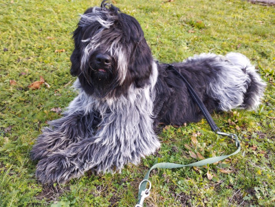 Étalon Schapendoes - ARTHUS du Jardin aux Eglantines