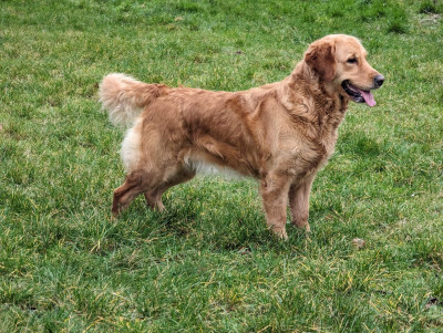 Étalon Golden Retriever - Sublime Petite Chose De L’Auberge De La Voûte