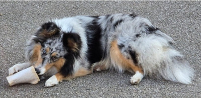 Étalon Shetland Sheepdog - Vanya (Sans Affixe)