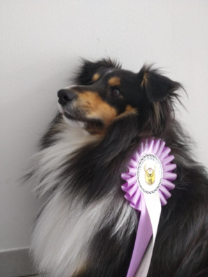 Étalon Shetland Sheepdog - Rajack des terres vertes de l'avesnois