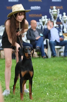 Étalon Dobermann - baronera CH Poucette