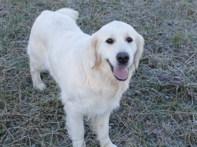Étalon Golden Retriever - VICKY de la plaine des peupliers
