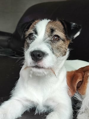 image de UGUETTE UTOPIE DES TERRES DU GALI