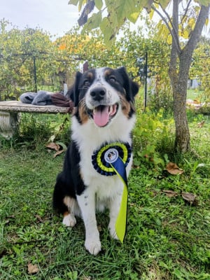 Étalon Berger Australien - VEGAS MISSOURI de Sweet Australian