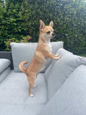 Étalon Chihuahua - Small And Snob Surie kate