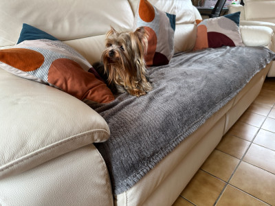 Étalon Yorkshire Terrier - Valeska du manoir de la corbie