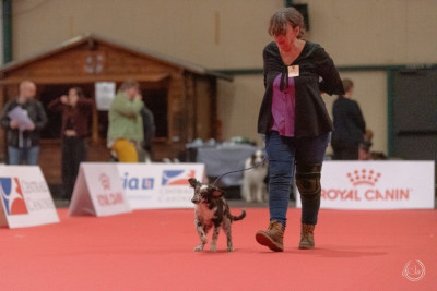Étalon Berger des Pyrenees à face rase - Aribet du Champ D'Onix
