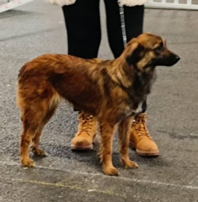 Étalon Berger des Pyrenees à face rase - Ugoline du Champ D'Onix